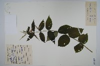 藏品(老君須)的圖片