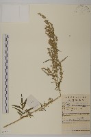 藏品(野艾蒿)的圖片