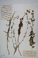 藏品(石沙參)的圖片