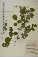 藏品()的圖片