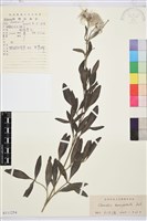 藏品(棉團鐵線蓮)的圖片