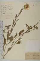 藏品(翠菊)的圖片