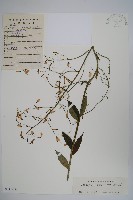 藏品(紫沙參)的圖片