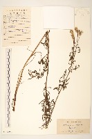 藏品(麻花頭)的圖片