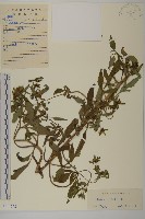 藏品(狼把草)的圖片