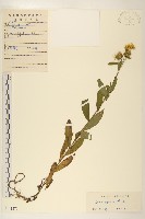 藏品(旋覆花)的圖片