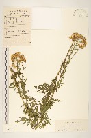 藏品(羽葉千里光)的圖片