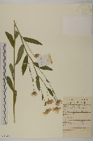 藏品(紫菀)的圖片