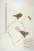 藏品(日本打碗花)的圖片