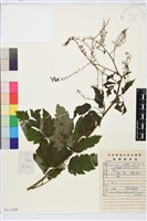 藏品(興安升麻)的圖片