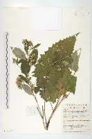 藏品(華北鳳毛菊)的圖片