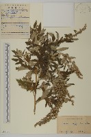 藏品(艾蒿)的圖片