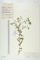藏品(狗娃花)的圖片