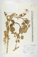 藏品(濱萊菔)的圖片