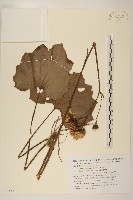 藏品(山菊)的圖片