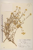 藏品(鼠麴草)的圖片