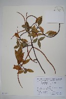 藏品(亞洲絡石)的圖片