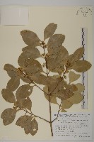 藏品(日本賽衛矛、日本假衛矛)的圖片