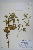 藏品(番杏)的圖片