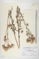 藏品(泥胡菜)的圖片