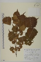 藏品(連香樹)的圖片