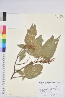 藏品(粗糠柴)的圖片