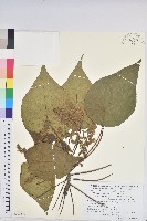 藏品(血桐)的圖片