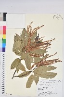 藏品(茅栗、日本栗)的圖片