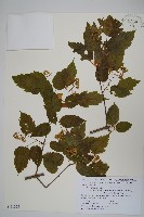 藏品(華北茶條槭)的圖片