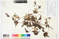 藏品(女萎)的圖片