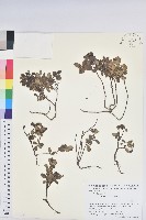 藏品(高山越橘)的圖片