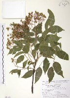 藏品(野鴉椿)的圖片