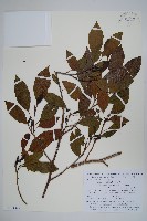 藏品(赤楊、臺灣赤楊、台北赤楊、水柯子、水柳柯)的圖片