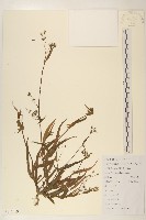 藏品(多頭苦菜、野剪刀股)的圖片