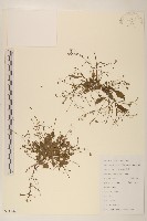 藏品(稻槎菜)的圖片