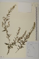 藏品(魁蒿)的圖片