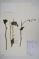 藏品(杏葉沙參)的圖片