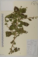 藏品(天名精)的圖片