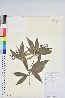 藏品(美麗馬醉木)的圖片