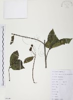 藏品(風箱樹)的圖片