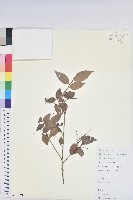 藏品(米飯花)的圖片