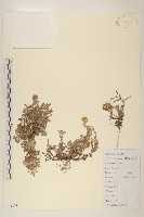 藏品(鼠麴草)的圖片