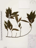 藏品(山胡椒)的圖片
