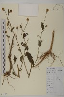 藏品(杓兒菜)的圖片