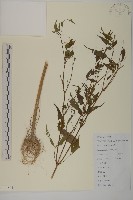 藏品(狼把草)的圖片