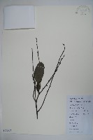 藏品(厚葉冬青)的圖片