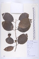 藏品(油柿)的圖片