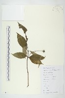 藏品(四照花、山荔枝)的圖片