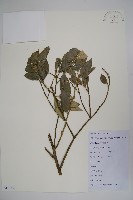 藏品(長葉野扇花)的圖片