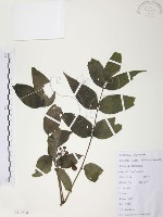 藏品(灰色木藍)的圖片